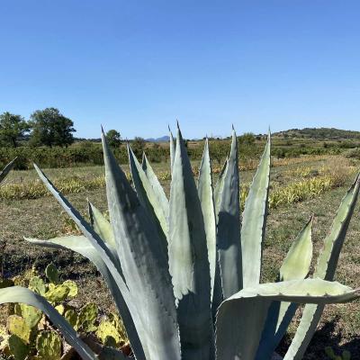 Occitanie Rando Randonnee Herault Le Pouget Fontaines Et Lavoirs 32