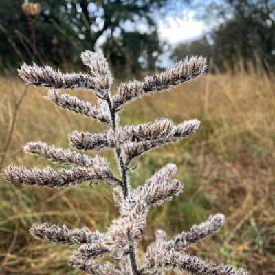 Occitanie Rando Randonnee Herault Octon Chapelle Notre Dame De Roubignac Dolmen Toucou Chateau Lauzieres Chris 07