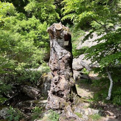 Mai 14 15 Rando Espinouse Au Caroux 114