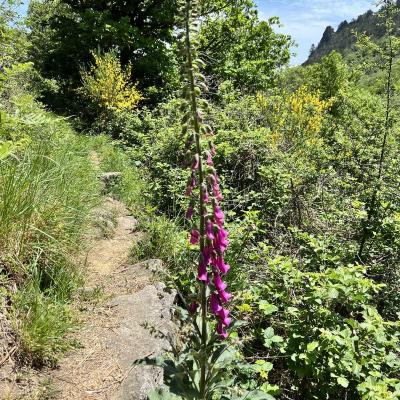 Mai 14 15 Rando Espinouse Au Caroux 219