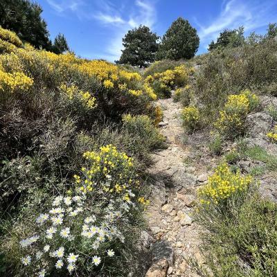 Mai 14 15 Rando Espinouse Au Caroux 225