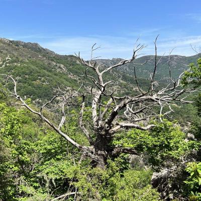 Mai 14 15 Rando Espinouse Au Caroux 227