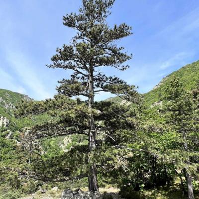 Mai 14 15 Rando Espinouse Au Caroux 70