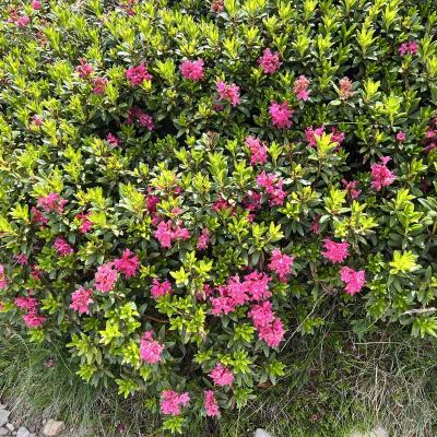 Occitanie Rando Rando Tour Canigou Vallespir Grp 111