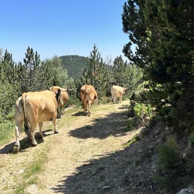 Occitanie Rando Rando Tour Canigou Vallespir Grp 219