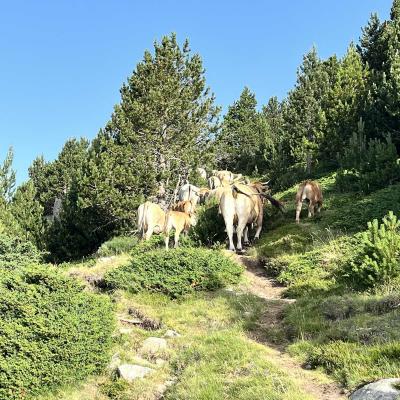 Occitanie Rando Rando Tour Canigou Vallespir Grp 254