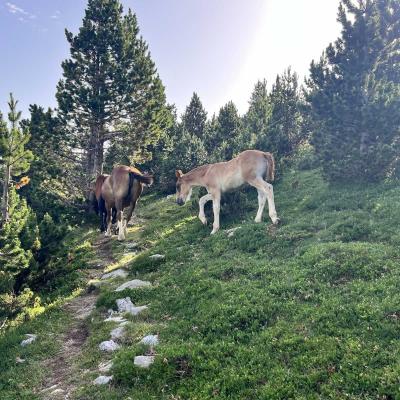 Occitanie Rando Rando Tour Canigou Vallespir Grp 259