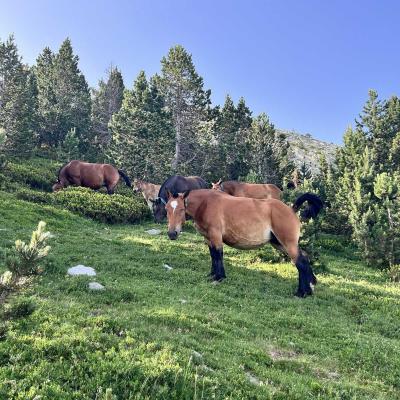 Occitanie Rando Rando Tour Canigou Vallespir Grp 261