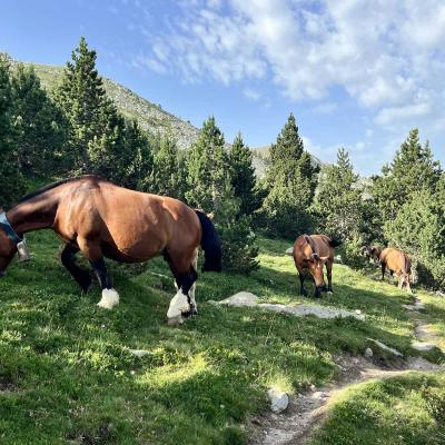 Occitanie Rando Rando Tour Canigou Vallespir Grp 265
