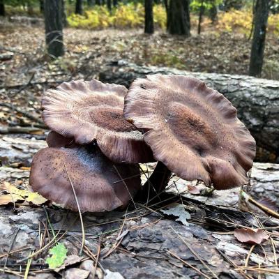 Occitanie Rando Trekking Saint Martin De Larcon Roc Caroux Aiguilles Viallat 63