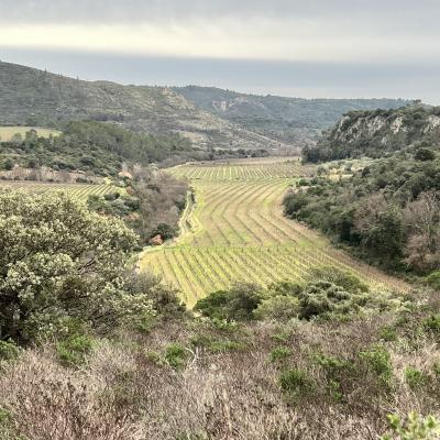 Occitanie Rando Rando Herault Cabrieres Pic Vissou 36