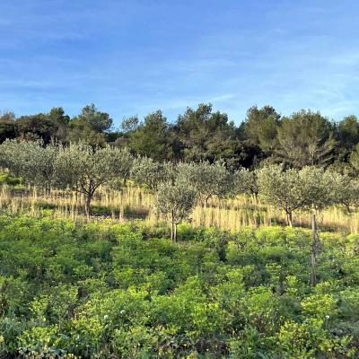 Occitanie Rando Rando Saint Chinian Haut Languedoc 03