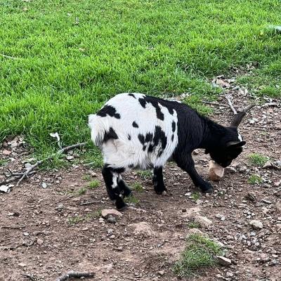 Occitanie Rando Rando Saint Chinian Haut Languedoc 46