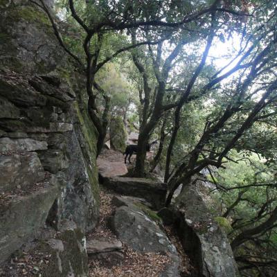 Occitanie Rando Rando Herault Les Horts Olargues Le Vieux Castrum 07