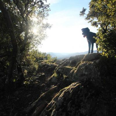 Occitanie Rando Rando Herault Les Horts Olargues Le Vieux Castrum 14
