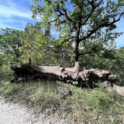 Occitanie Rando Herault Haut Languedoc Joncels Acheologique Gr Pays 12