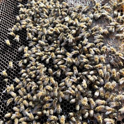 Occitanie Rando Foire Pommes Oignons Vigan 46