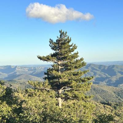 Occitanie Rando Foire Pommes Oignons Vigan 64
