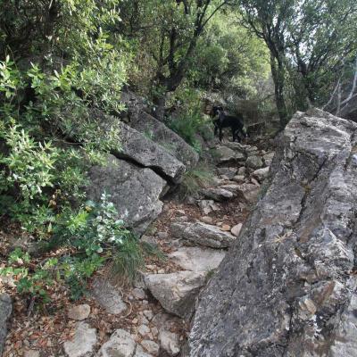 Occitanie Rando Herault Haut Languedoc Vieussan Tour Du Pin 08