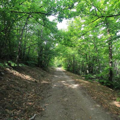 Occitanie Rando Herault Haut Languedoc Vieussan Tour Du Pin 22