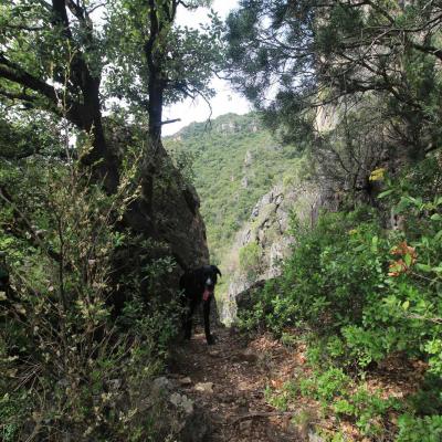 Occitanie Rando Herault Haut Languedoc Vieussan Tour Du Pin 24