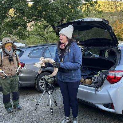 Occitanie Rando Herault Haut Languedoc Douch Sortie Mouflons 05