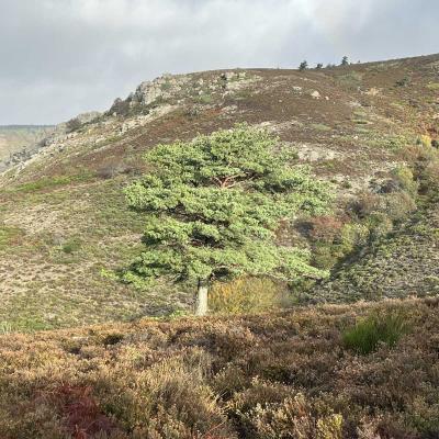 Occitanie Rando Herault Haut Languedoc Douch Sortie Mouflons 37