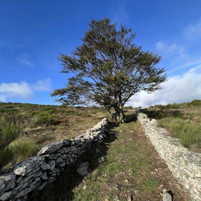 Occitanie Rando Herault Haut Languedoc Douch Sortie Mouflons 44