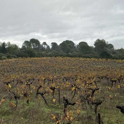 Occitanie Rando Herault Murviel Les Montpellier Oppidum Saint Julia 03