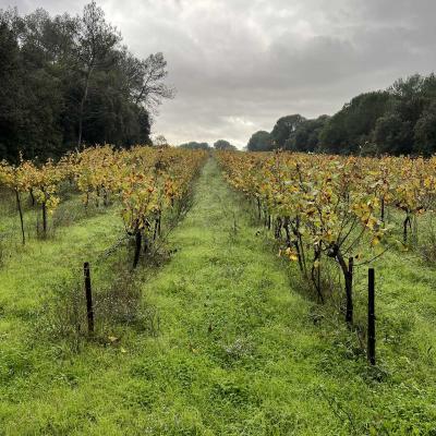 Occitanie Rando Herault Murviel Les Montpellier Oppidum Saint Julia 04