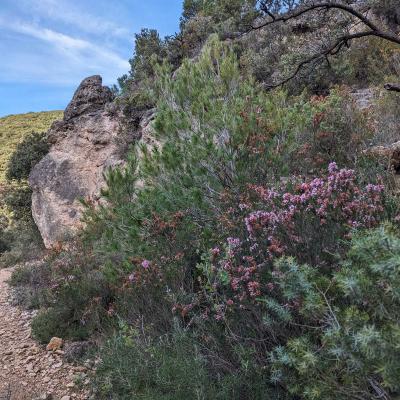 Occitanie Rando Herault Liausson Moureze Dolomite 84
