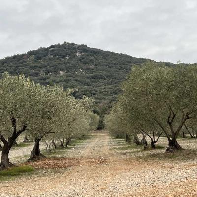 Occitanie Rando Herault Randonneee Coconne Aven Sauve Coutach 24