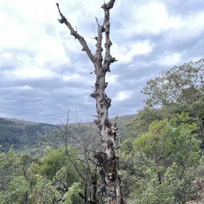 Occitanie Rando Herault Trekking Gornies Grotte Maure Pic Anjeau 21