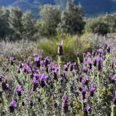 Occitanie Rando Herault Trekking Premian Saut Vezoles Chemin Legendes 108