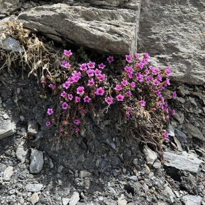 Occitanie Rando Tour Queyras Randonnee Itinerante 7 Jours 396