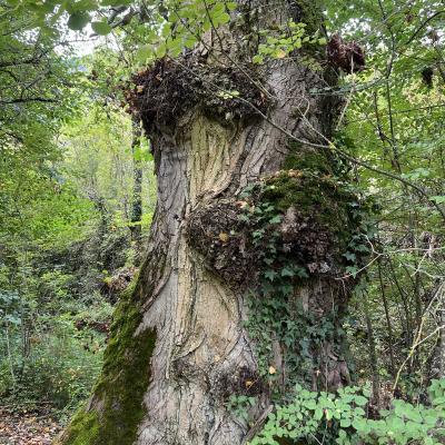 Occitanie Rando Herault Trekking Tournemire Roquefort Larzac Soulzon 37