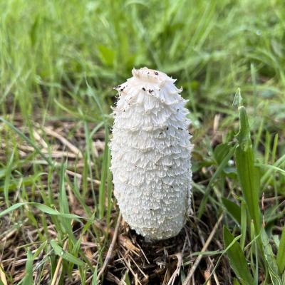 Occitanie Rando Herault Trekking Tournemire Roquefort Larzac Soulzon 39