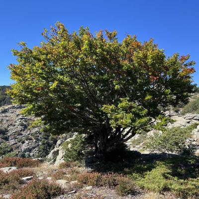 Occitanie Rando Rando Herault Colombieres Eperon Bastion Madeleine Caroux 143
