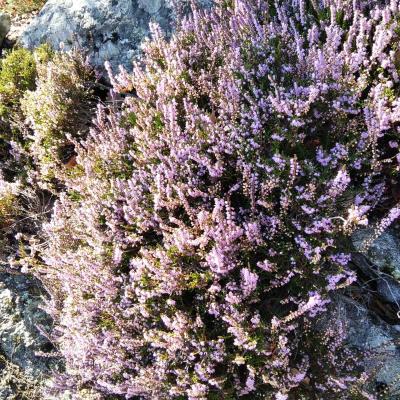 Occitanie Rando Rando Herault Colombieres Eperon Bastion Madeleine Caroux 44