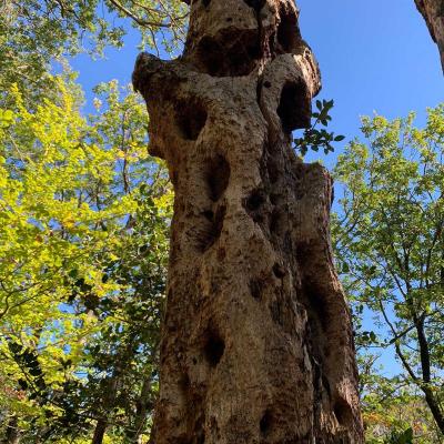 Occitanie Rando Rando Herault Colombieres Eperon Bastion Madeleine Caroux 51