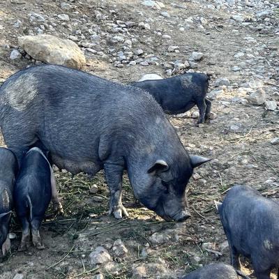 Occitanie Rando Herault Randonnee Pedestre Belarga Rouviege Dardaillon Fleuve Plaissan Campagnan 98