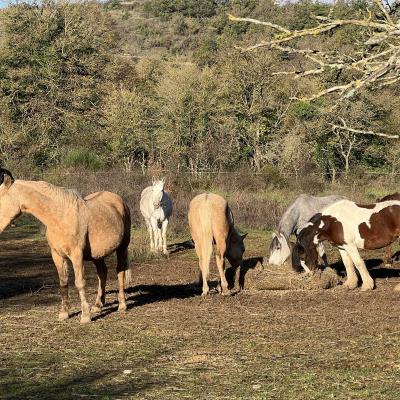 Occitanie Rando Randonnee Herault Vacquerie Saint Martin De Castries Chapelle Notre Dame De Parlatges 85