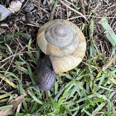 Occitanie Rando Randonnee Herault Villeneuve Maguelone Salines 04