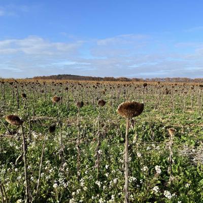 Occitanie Rando Randonnee Herault Abeilhan Thongue 18