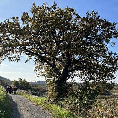 Occitanie Rando Randonnee Herault Abeilhan Thongue 22