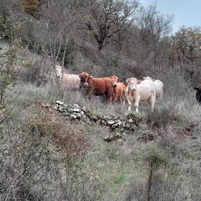 Occitanie Rando Rando Herault Plateau Cayroux Le Puech 06