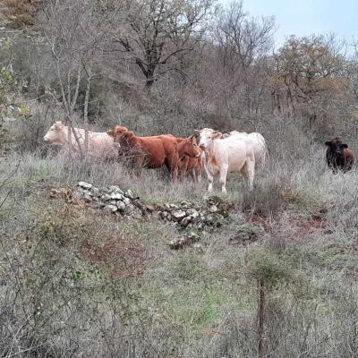 Occitanie Rando Rando Herault Plateau Cayroux Le Puech 18