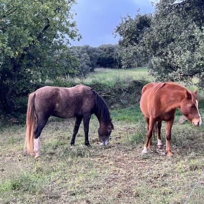 Occitanie Rando Rando Herault Plateau Cayroux Le Puech 88