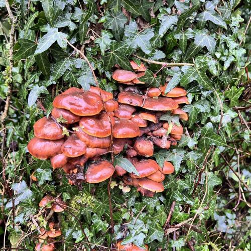 Occitanie Rando Rando Herault Heras Lergue Roqueredonde 12