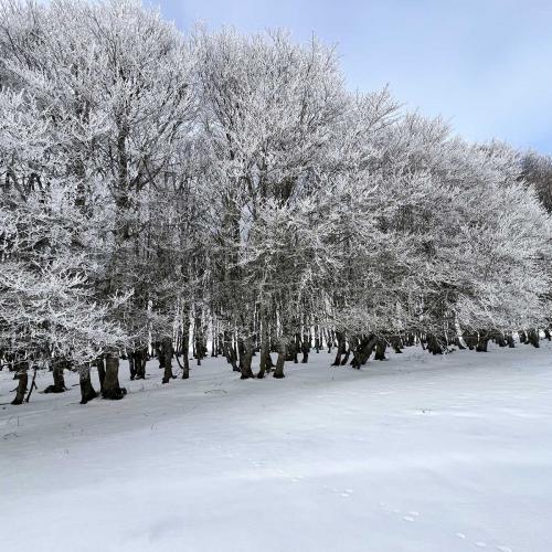 Occitanie Rando Randonnee Raquettes Laguiole Aubrac La Maison Top 118
